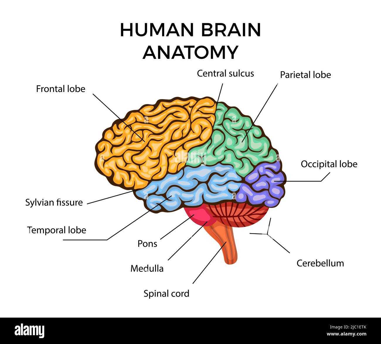 parts of the human brain diagram