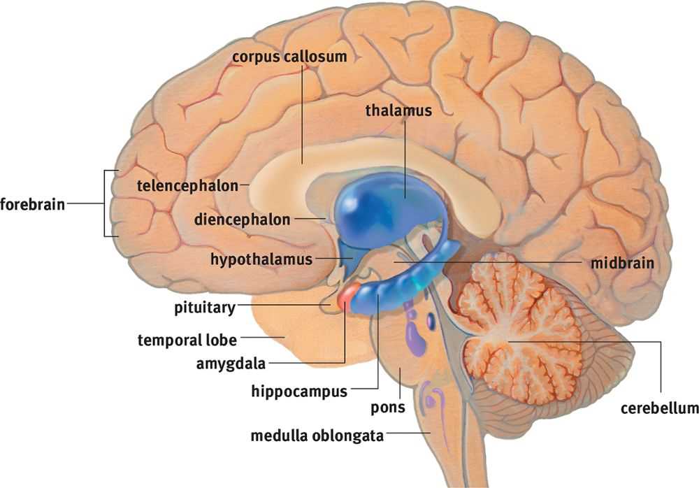 parts of brain and functions diagram mcat