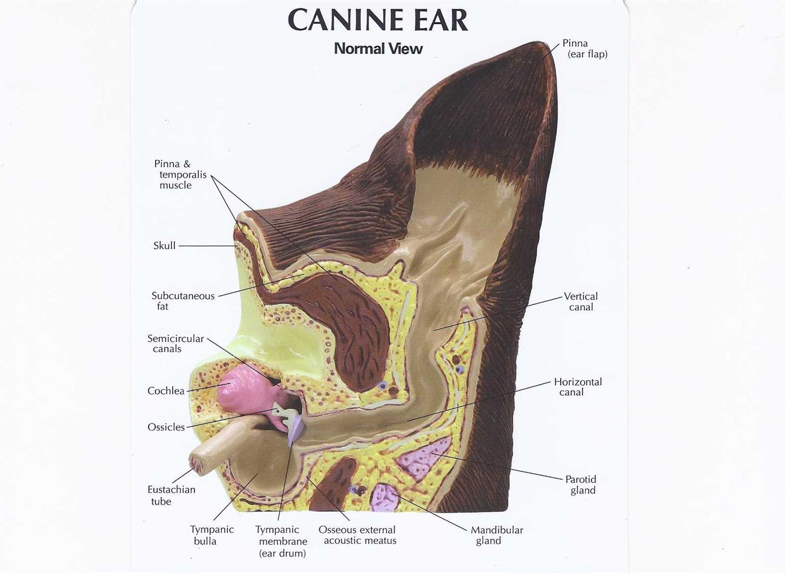 dog ear parts diagram