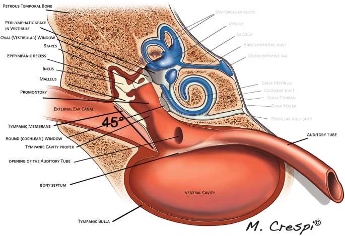 dog ear parts diagram