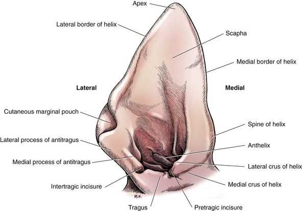 dog ear parts diagram