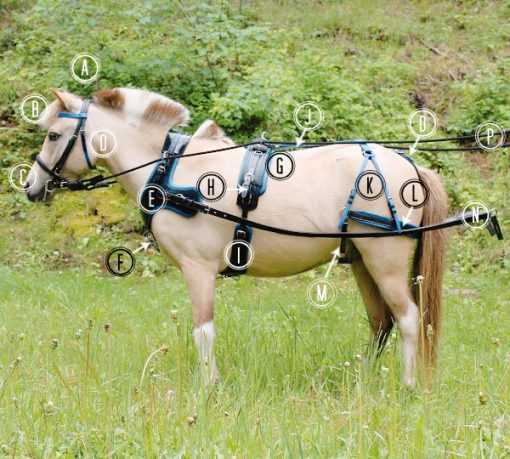 draft horse harness parts diagram