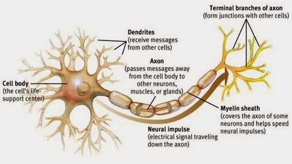 parts of a neuron diagram