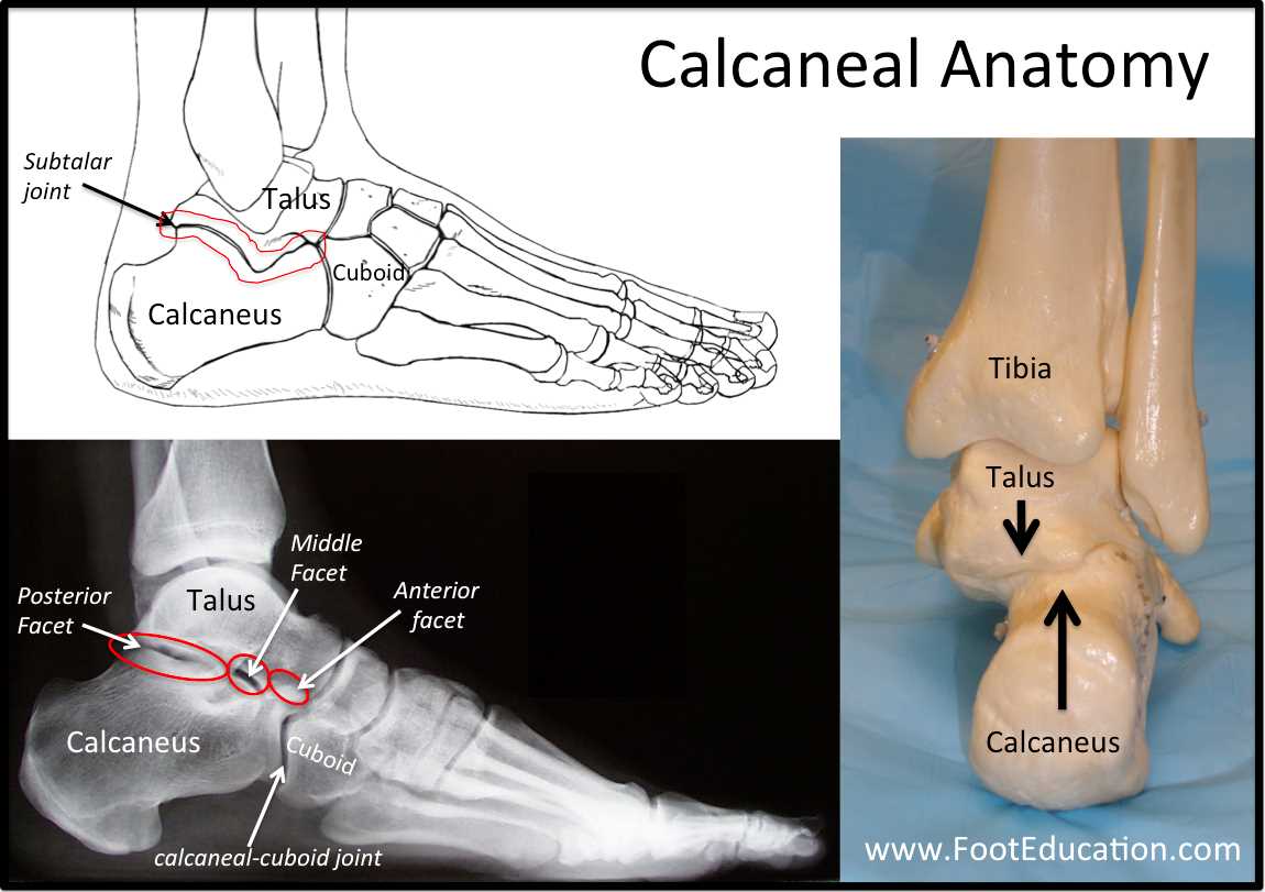 parts of the foot diagram