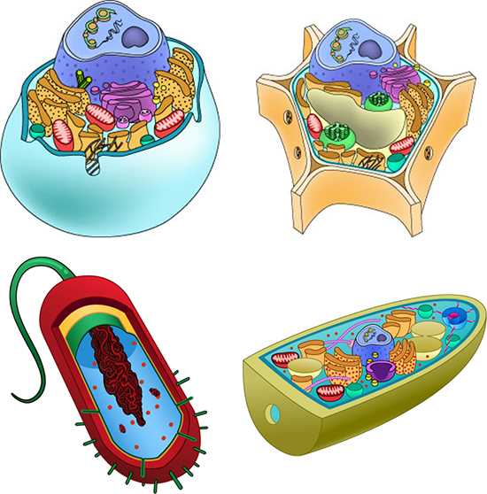 parts of a cell diagram quiz