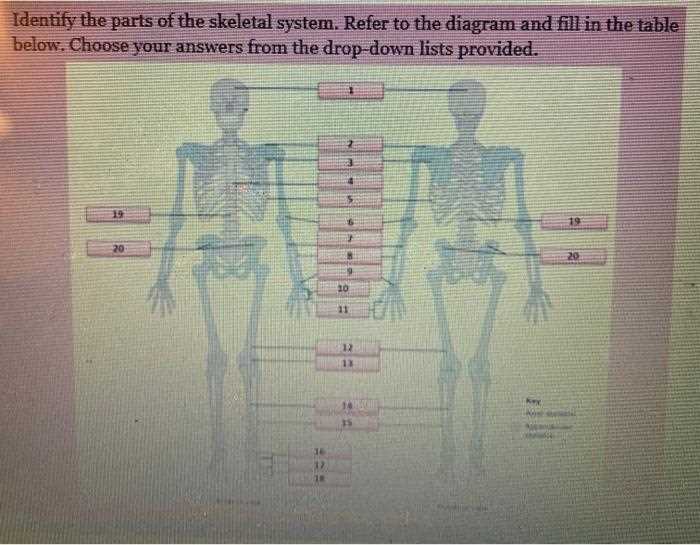 skeletal system parts diagram