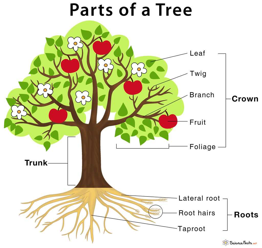 tree diagram parts