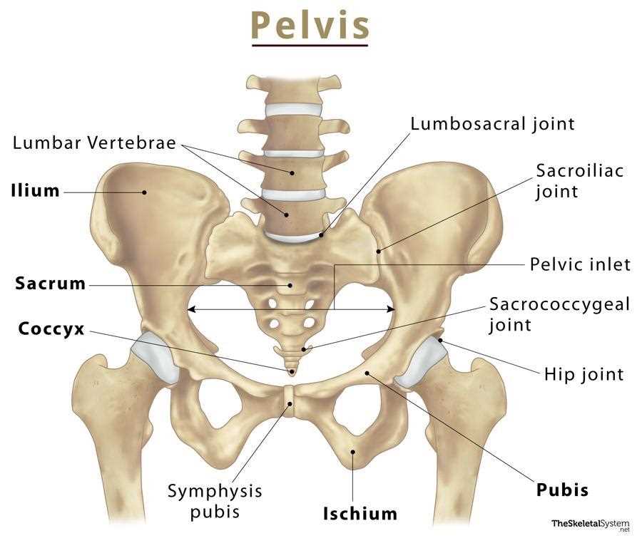 skeletal system parts diagram