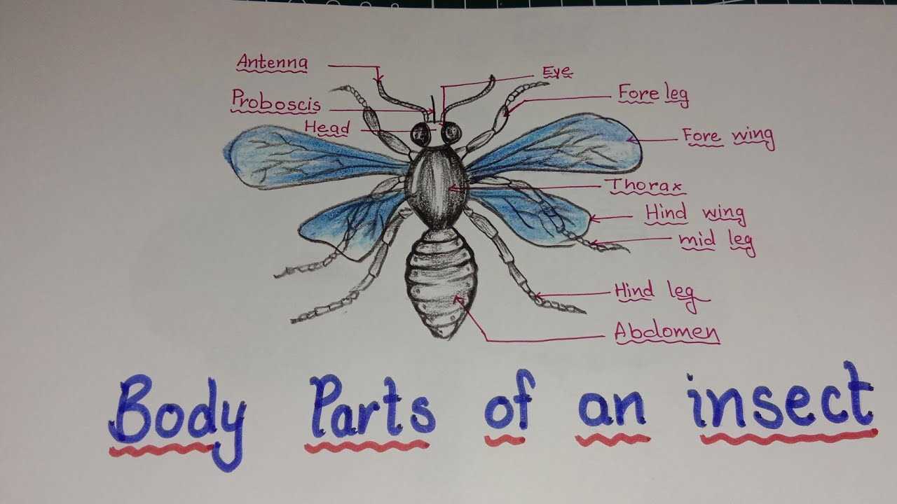 parts of an insect diagram