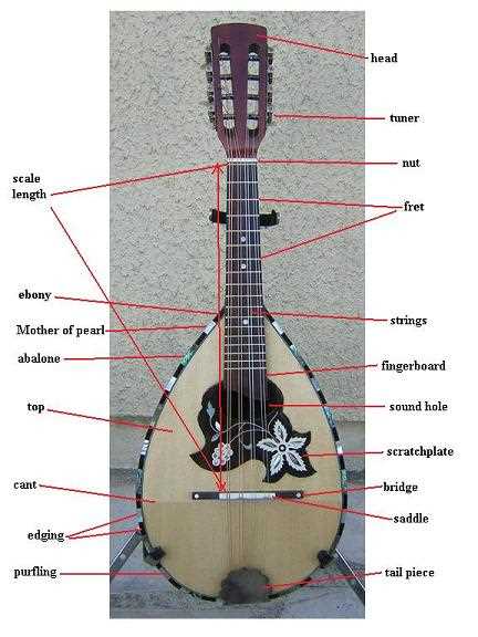 mandolin parts diagram