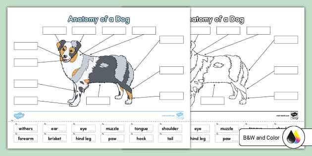 parts of a dog diagram