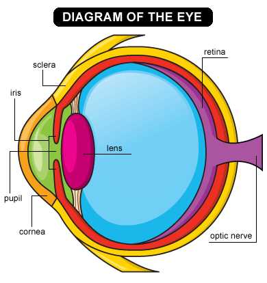 eye glasses parts diagram