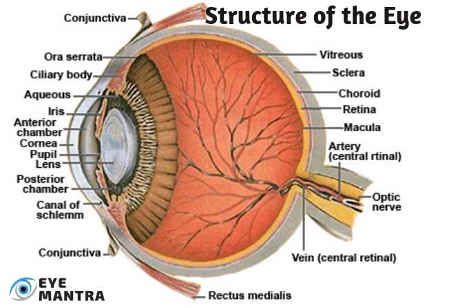 eye parts diagram