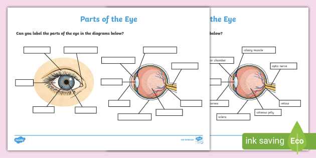 eye parts diagram