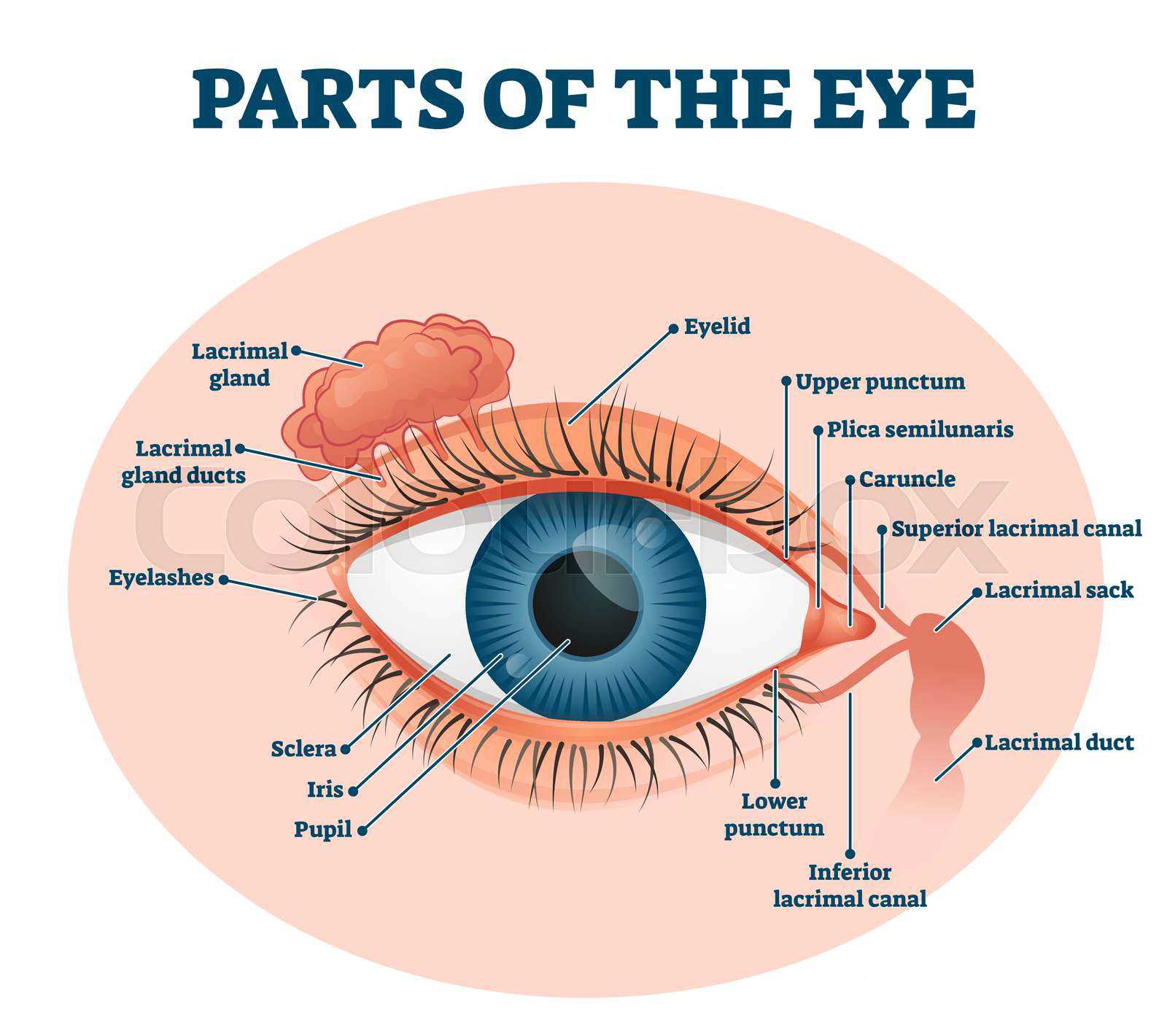 eye parts diagram