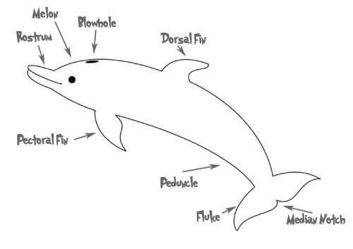 parts of a dolphin diagram