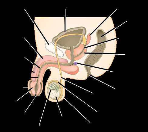 male parts diagram