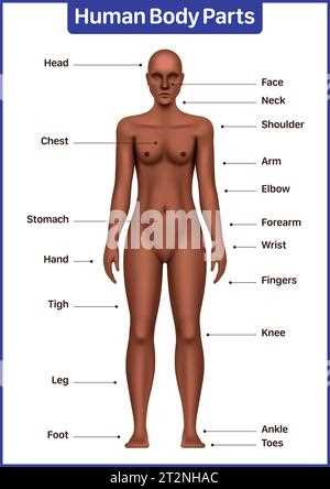 female body parts diagram