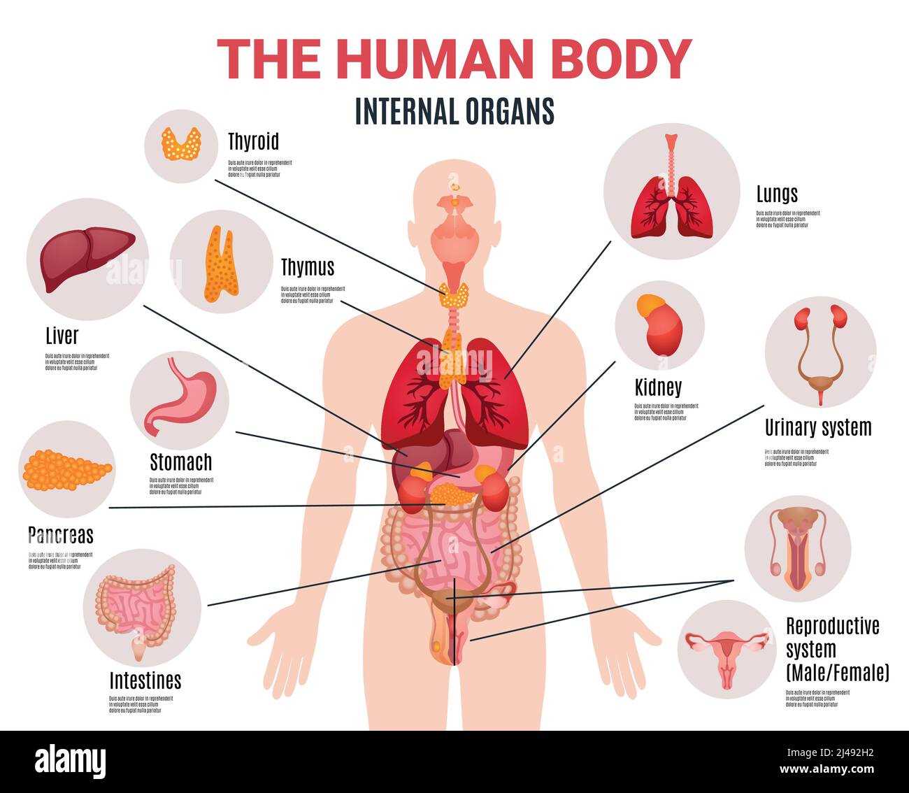 female body parts diagram