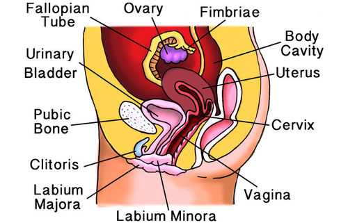 female sexual parts diagram