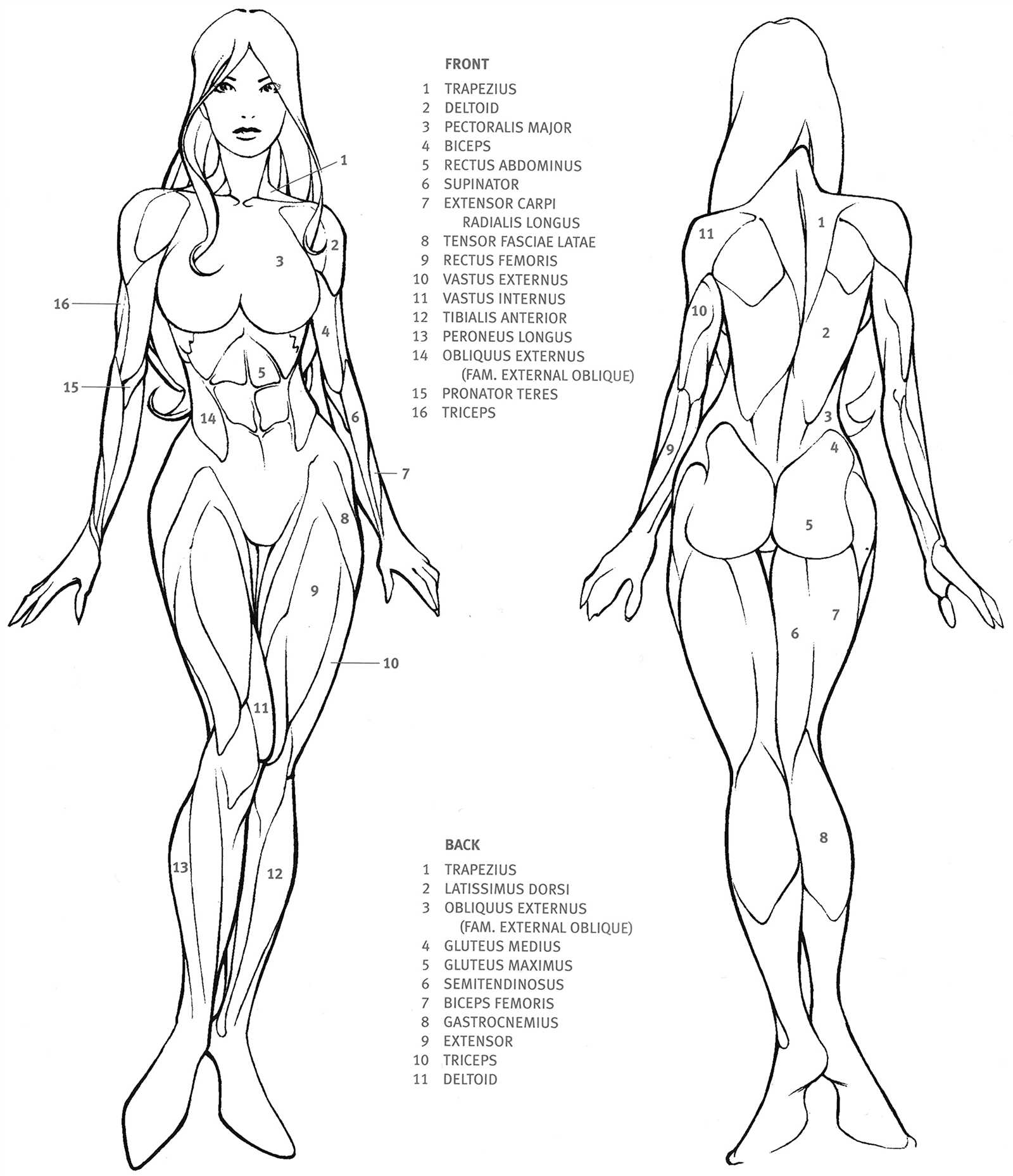 body parts diagram woman