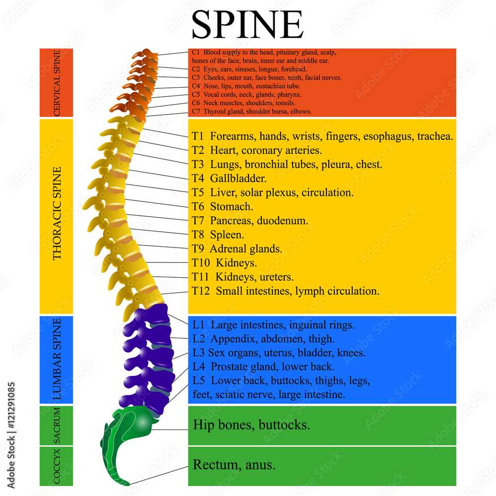 parts of spine diagram