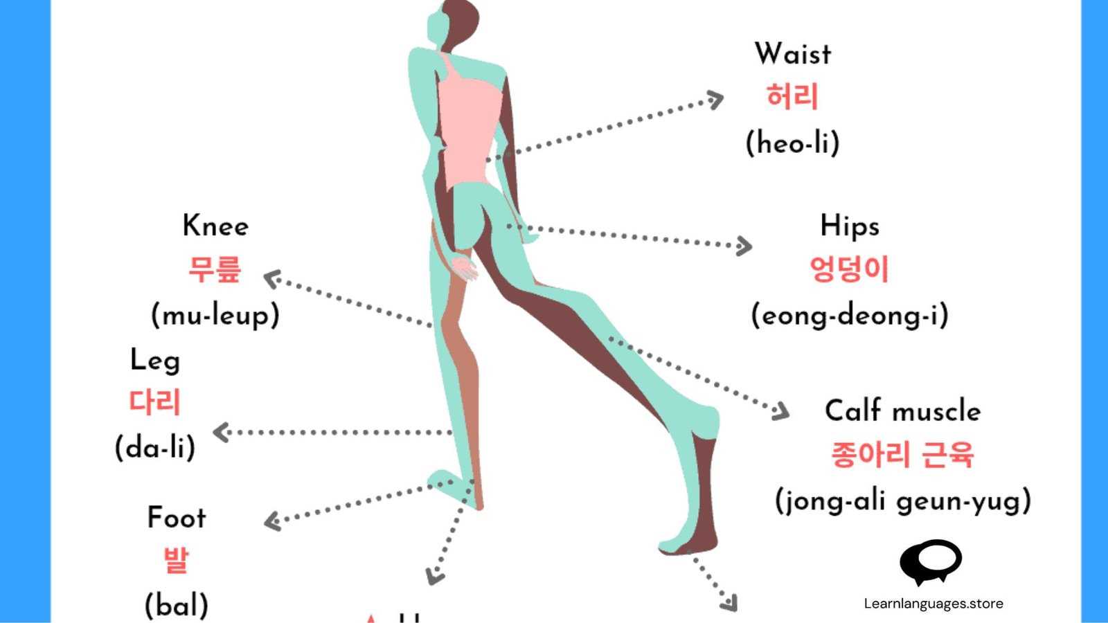 parts of leg diagram