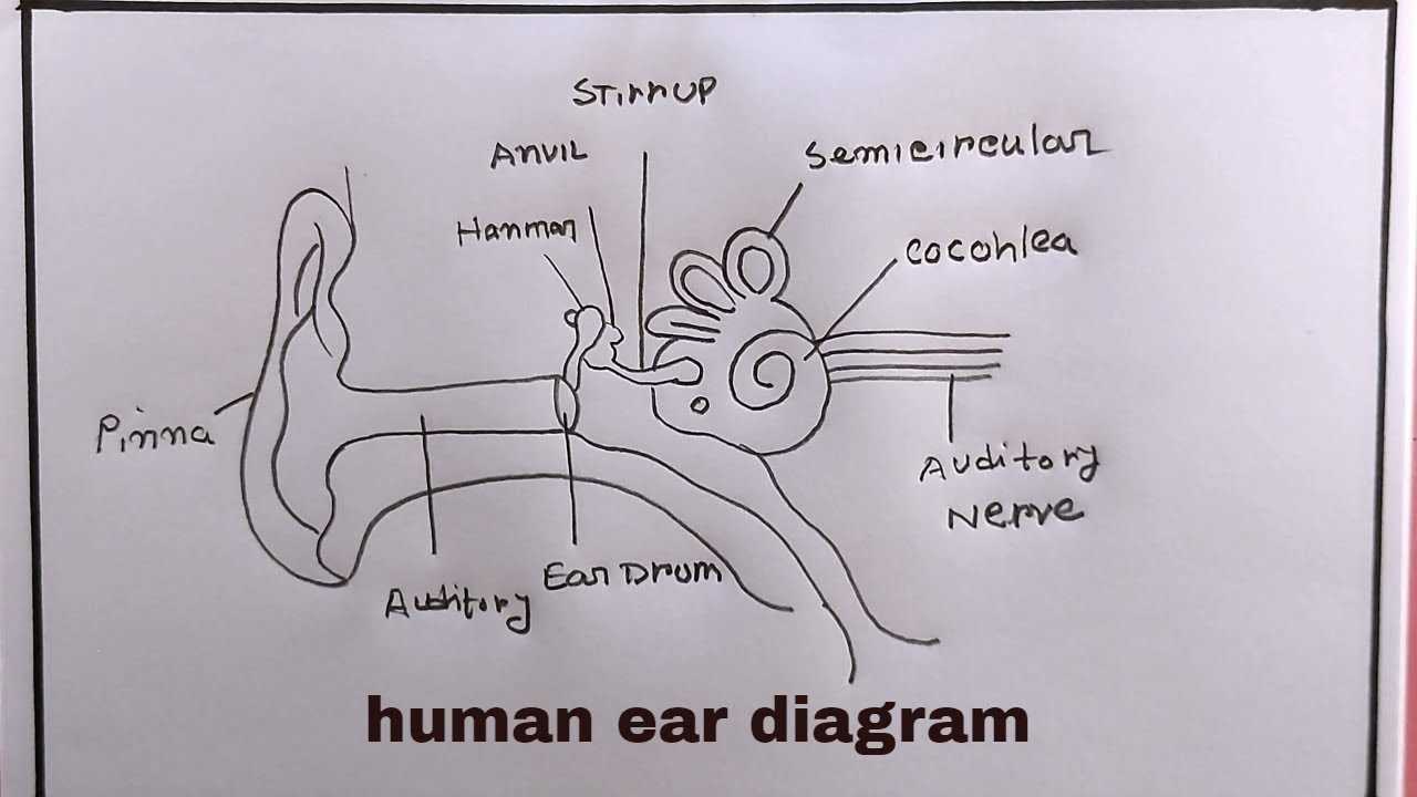 parts of the ear diagram to label