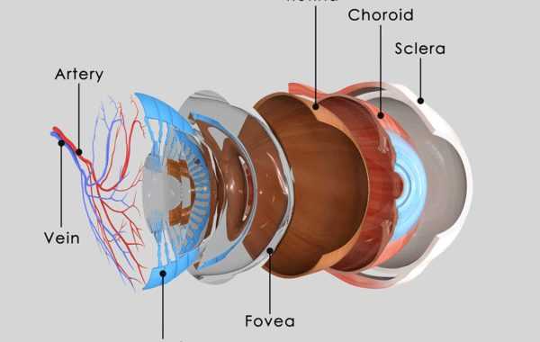 eye parts diagram