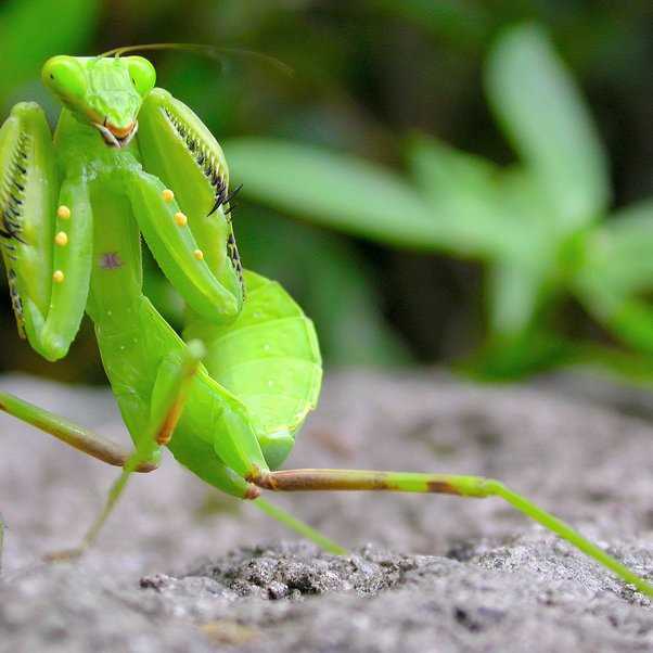 praying mantis body parts diagram