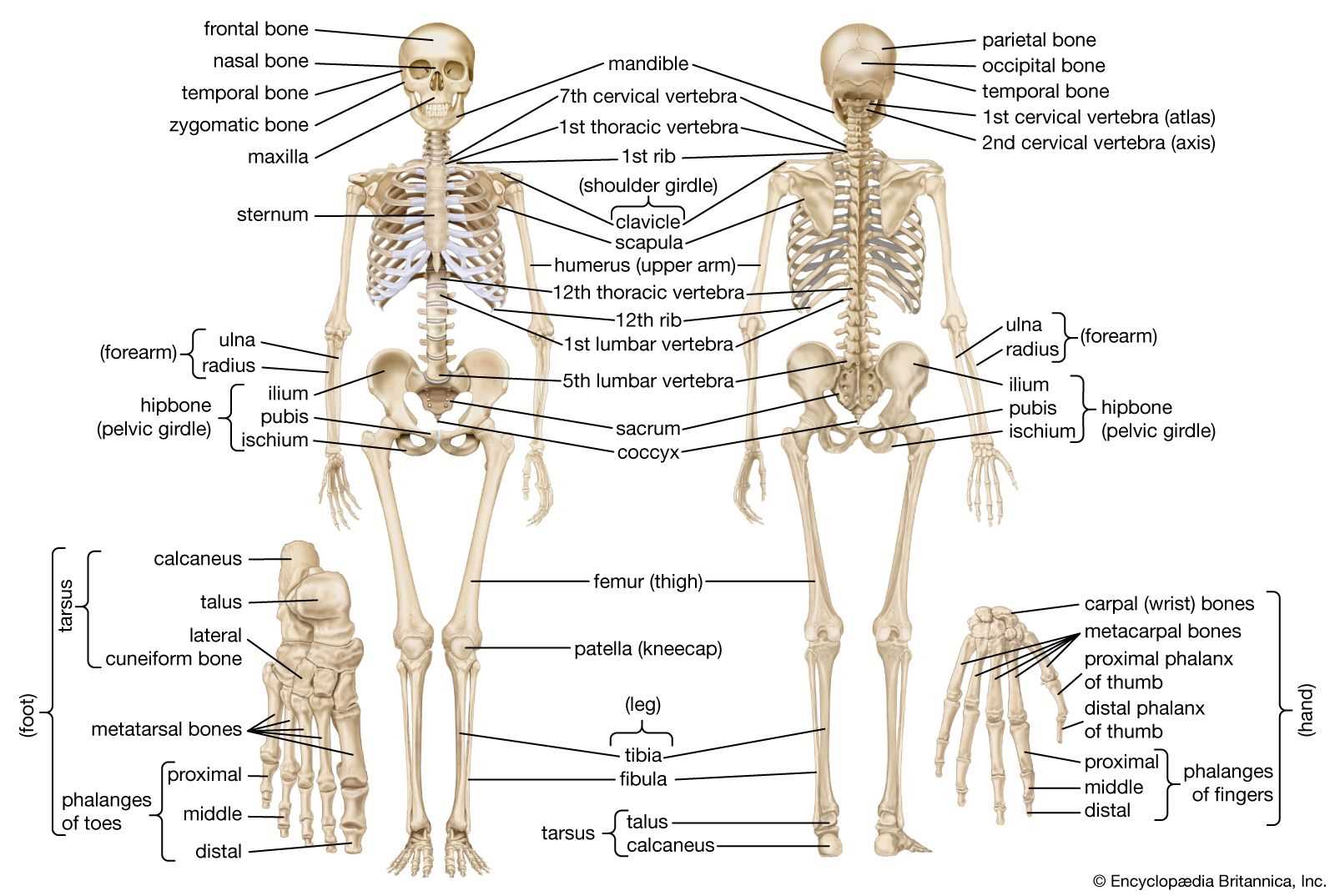 back body parts diagram