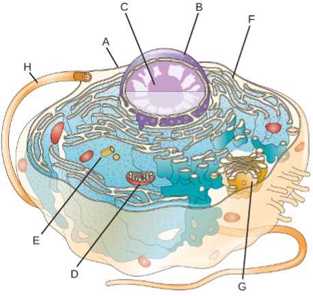 parts of a cell diagram quiz