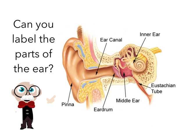 parts of the ear diagram to label