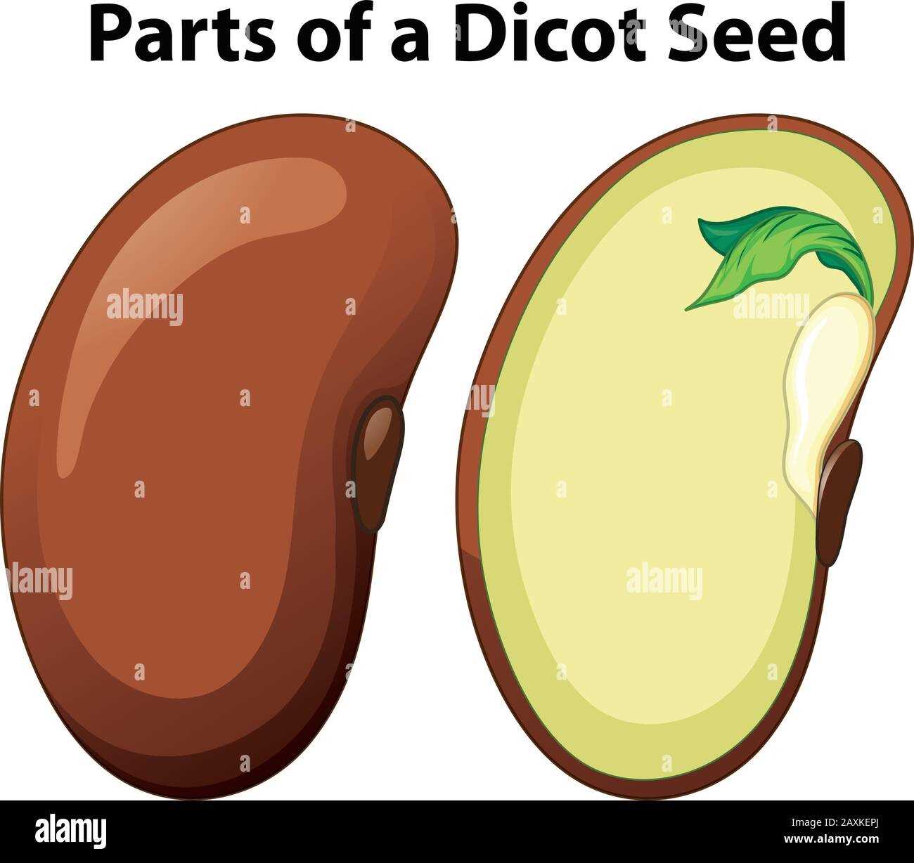 diagram of parts of a seed