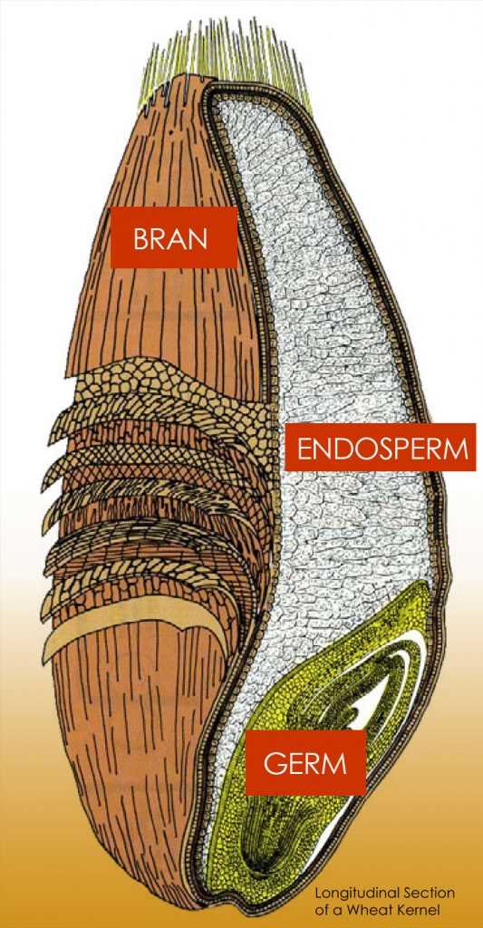 wheat plant parts diagram