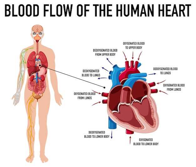 upper body parts diagram