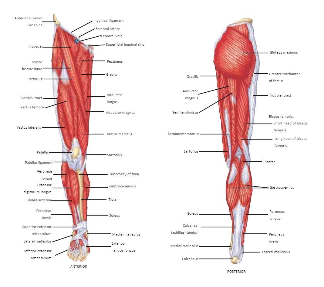 leg parts diagram