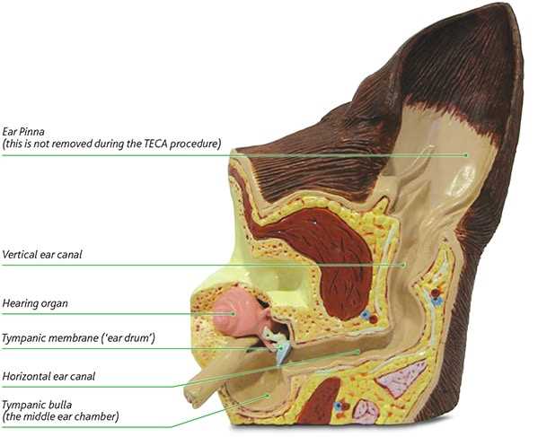 dog ear parts diagram