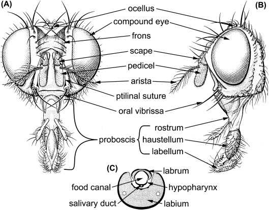 mouth parts of housefly diagram