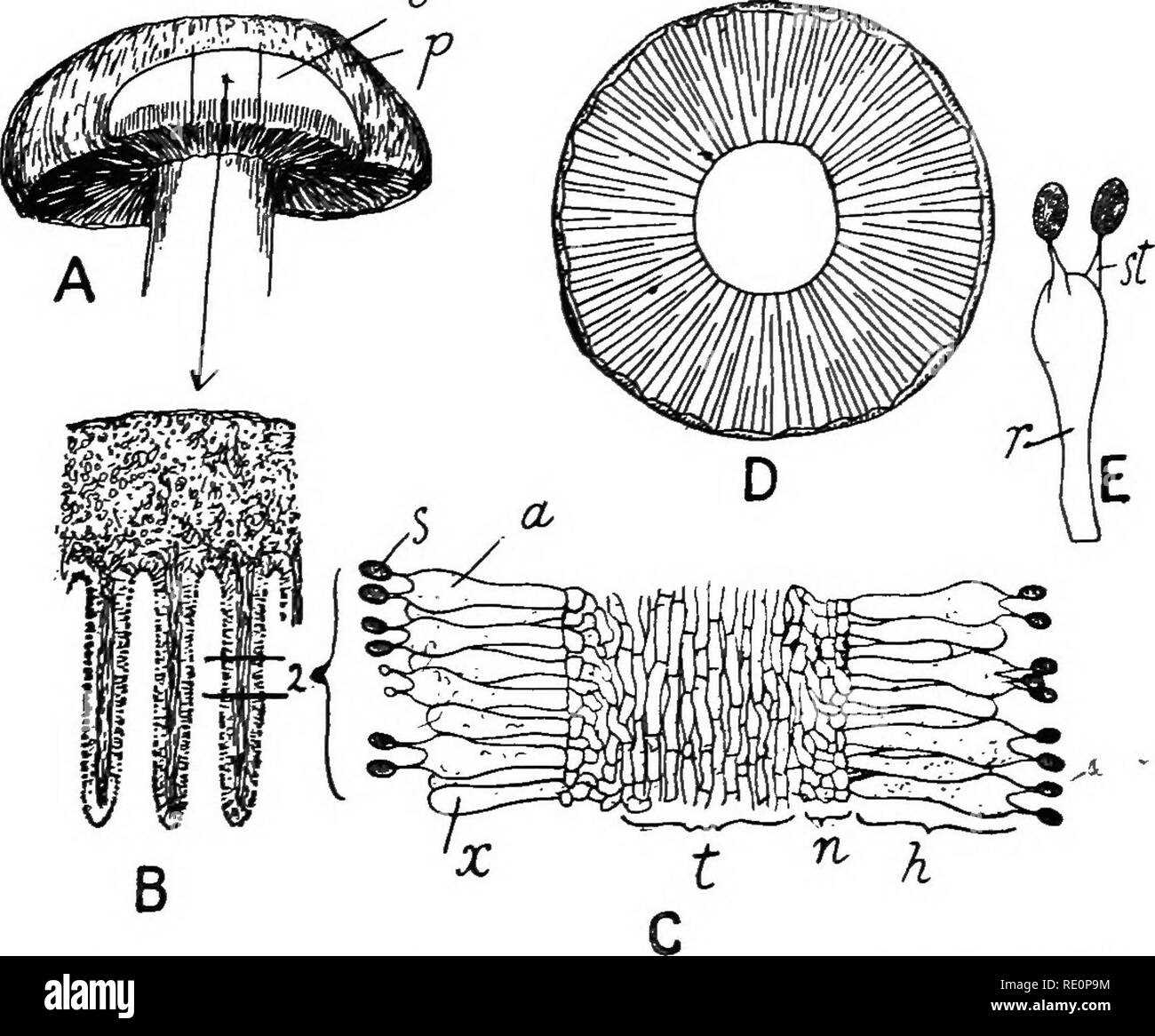 parts of mushroom diagram