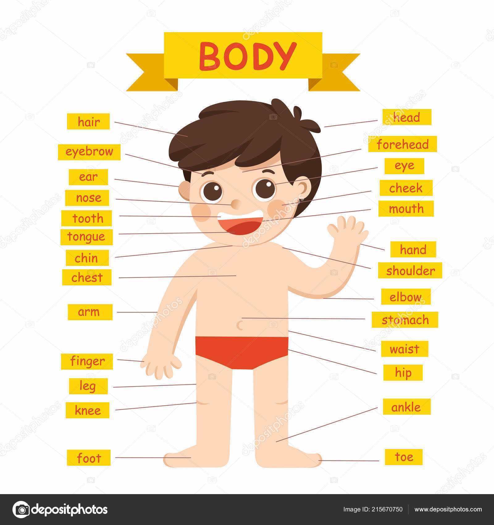 body parts with diagram