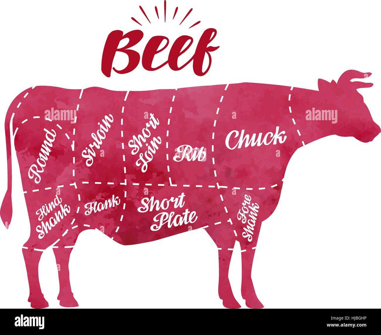 cow parts diagram