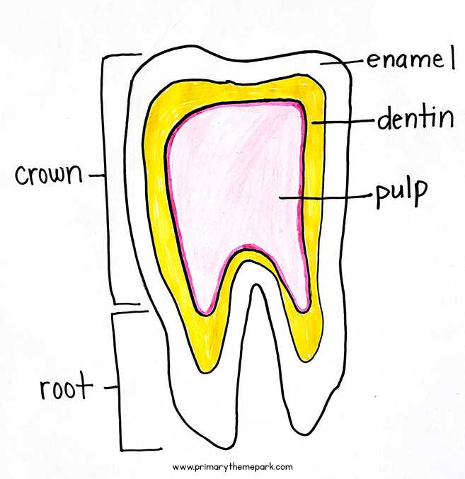 parts of a crown diagram