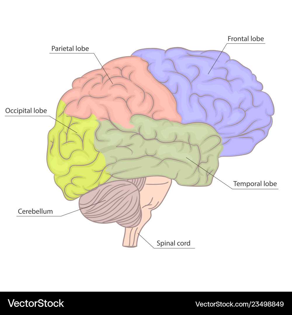 parts of the human brain diagram