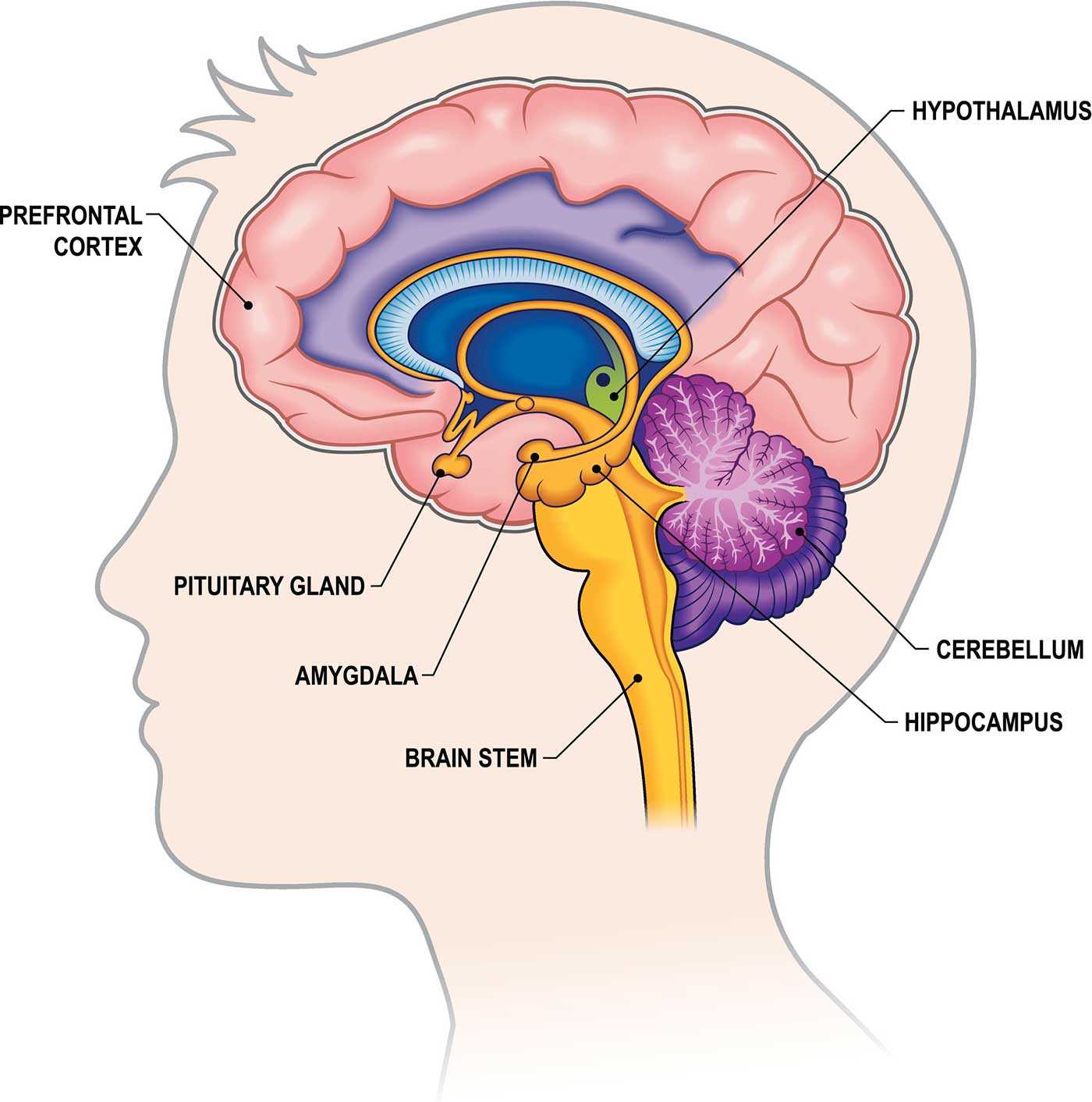 parts of the brain and their functions diagram