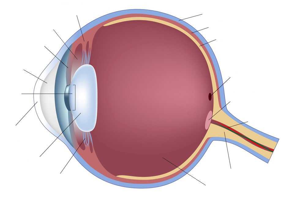 parts of the eye diagram quiz