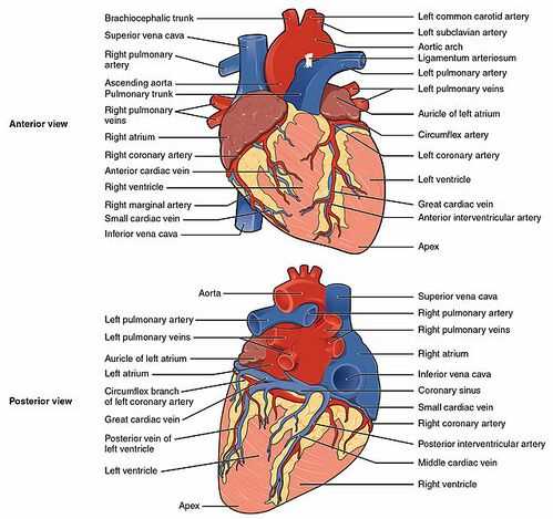 parts of your heart diagram