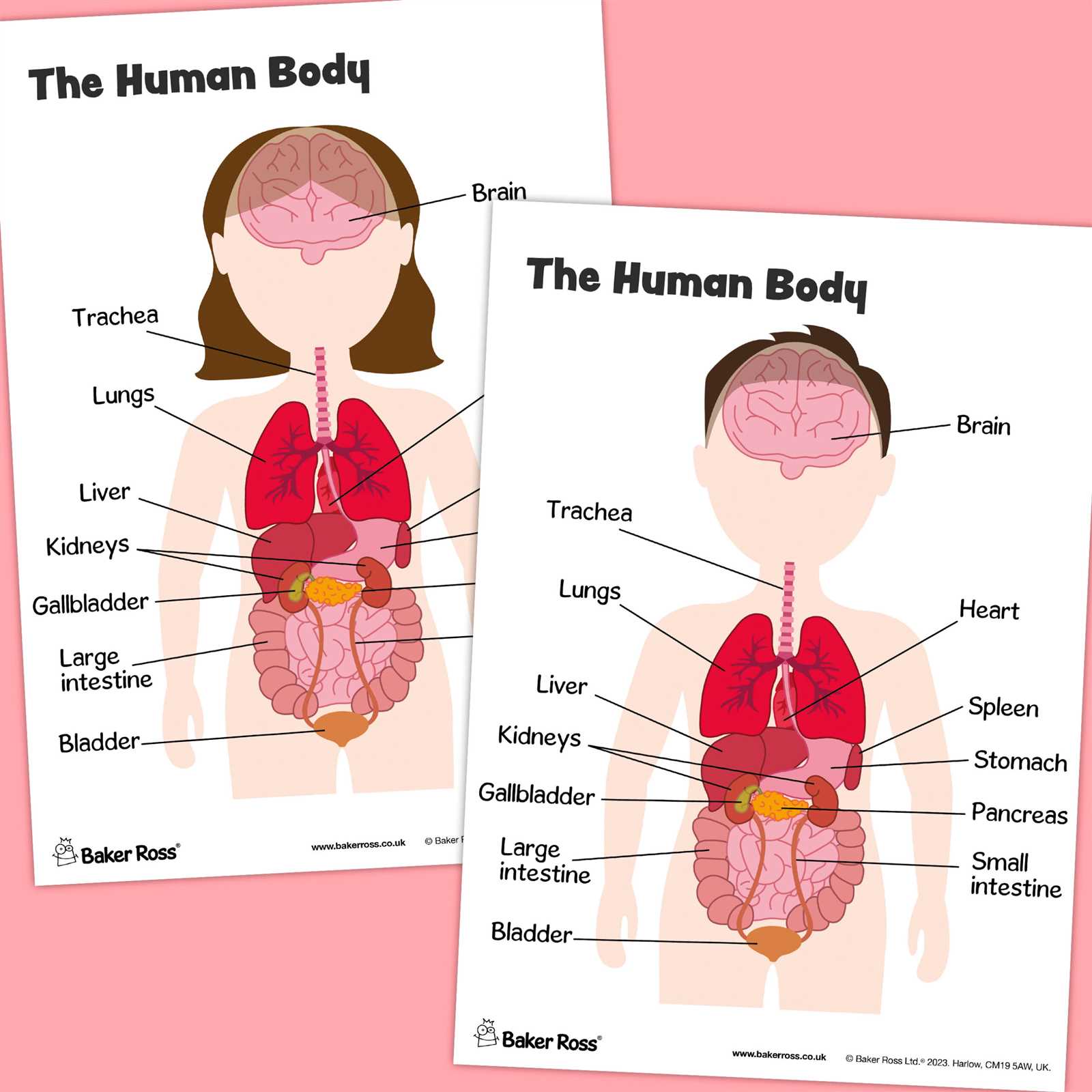 body parts with diagram