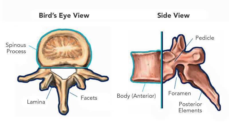 spine parts diagram