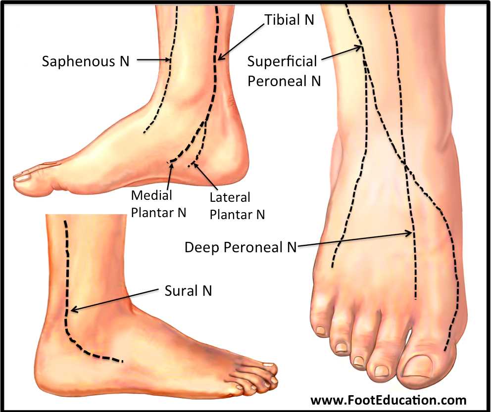 parts of the foot diagram